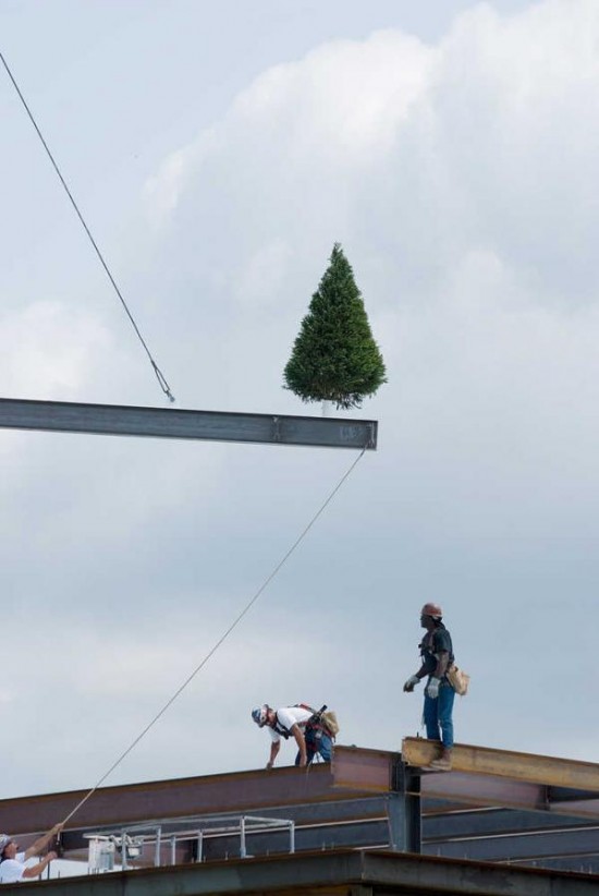 Topping Out tree